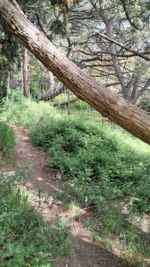 Миниатюра 11, 5 соток в Гаспре, 5 соток, Крым Республика, Гаспра п.г.т., Севастопольское ш., д.52