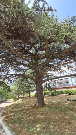 Миниатюра 20, 5 соток в Гаспре, 5 соток, Крым Республика, Гаспра п.г.т., Севастопольское ш., д.52