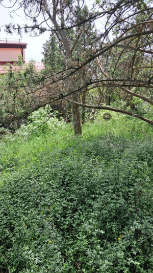 Миниатюра 5, 5 соток в Гаспре, 5 соток, Крым Республика, Гаспра п.г.т., Севастопольское ш., д.52