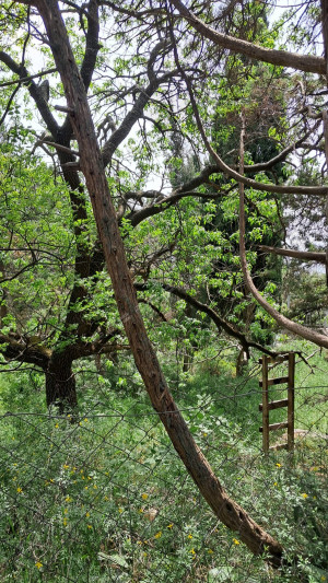 Миниатюра 10, 5 соток в Гаспре, 5 соток, Крым Республика, Гаспра п.г.т., Севастопольское ш., д.52