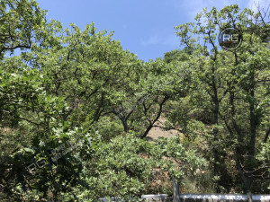 Миниатюра 16, Дом под отделку в Алупке, 472 м², Крым Республика, Ялта г., Алупка г., Нагорная ул., д.29