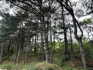 Миниатюра 5, Участок ИЖС на ЮБК, 48 соток, Крым Республика, Гаспра п.г.т., Горького ул., д.21