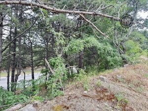 Миниатюра 6, Участок ИЖС на ЮБК, 48 соток, Крым Республика, Гаспра п.г.т., Горького ул., д.21