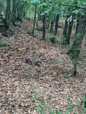 Миниатюра 2, Участок в чаще леса, 14 соток, Крым Республика, Ялта г., Краснокаменка п.г.т., Фрунзе пер., д.35