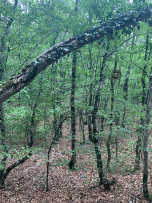 Миниатюра 3, Участок в чаще леса, 14 соток, Крым Республика, Ялта г., Краснокаменка п.г.т., Фрунзе пер., д.35