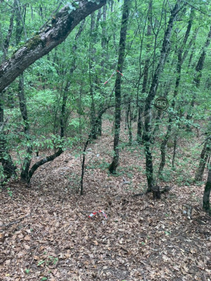 Миниатюра 4, Участок в чаще леса, 14 соток, Крым Республика, Ялта г., Краснокаменка п.г.т., Фрунзе пер., д.35