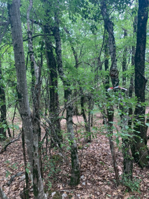 Миниатюра 5, Участок в чаще леса, 14 соток, Крым Республика, Ялта г., Краснокаменка п.г.т., Фрунзе пер., д.35