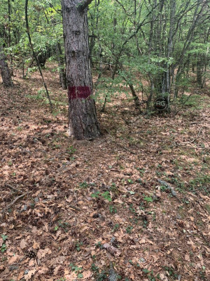 Миниатюра 6, Участок в чаще леса, 14 соток, Крым Республика, Ялта г., Краснокаменка п.г.т., Фрунзе пер., д.35