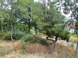 Миниатюра 6, Участок в Гурзуфе, 9 соток, Крым Республика, Гурзуф п.г.т., Приветная ул.