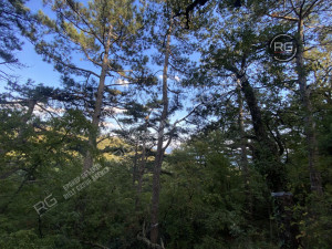 Миниатюра 3, Участок в Восходе, 15 соток, Крым Республика, Ялта г., Восход п.г.т., Авроры ул., д.1б